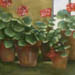 Geraniums still life painting