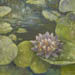 water lily painting